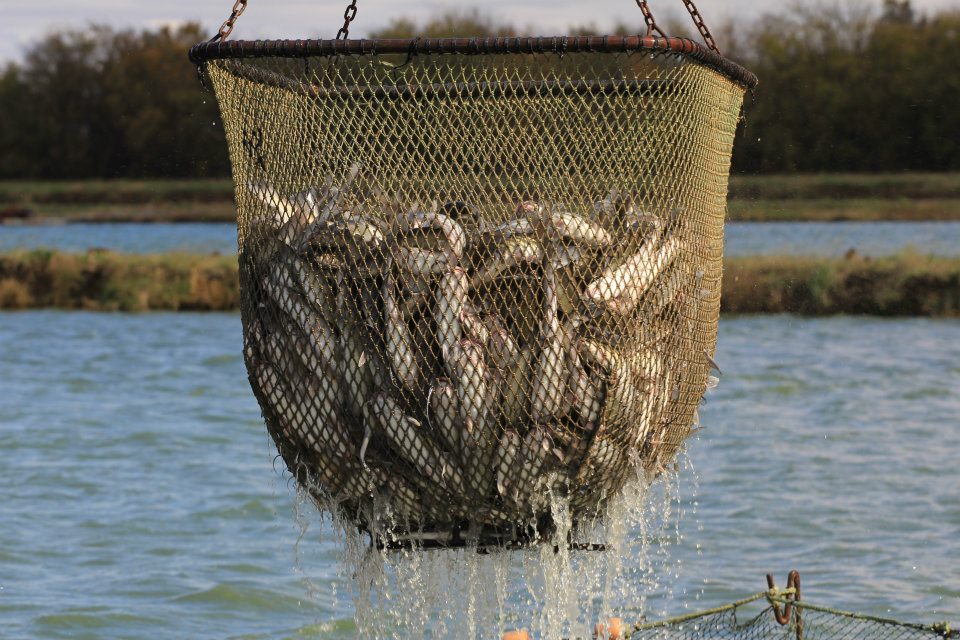 Food Fish Loading Net FFLN-54 - Image 2
